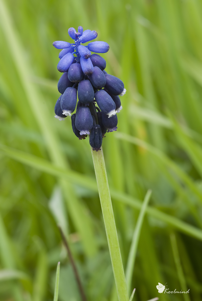 Muscari o Cuculo