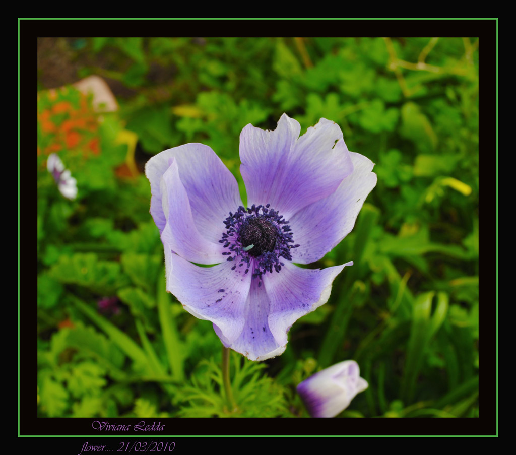 ...Profumo di primavera...