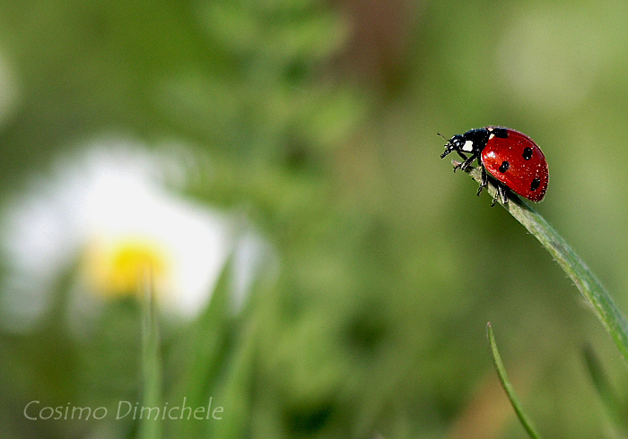 Coccinella
