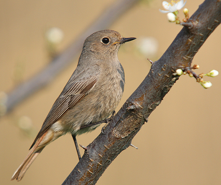 PRIMAVERA...........