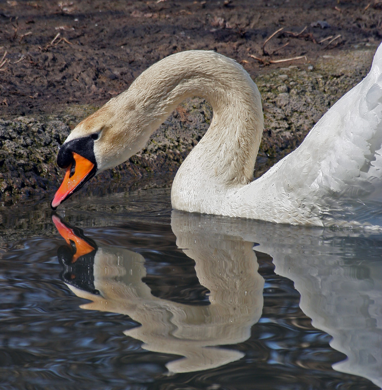 Specchio riflesso...