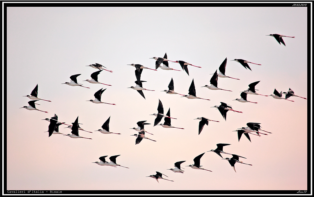 Stormo di Cavalieri # 1