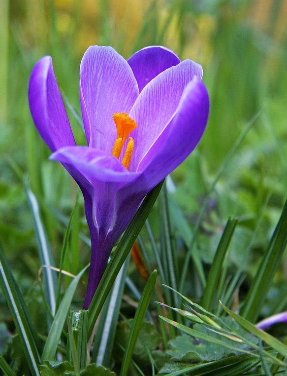 semplicemente.... crocus
