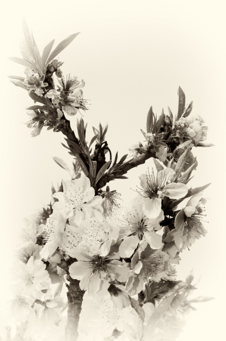 Finalmente � Primavera