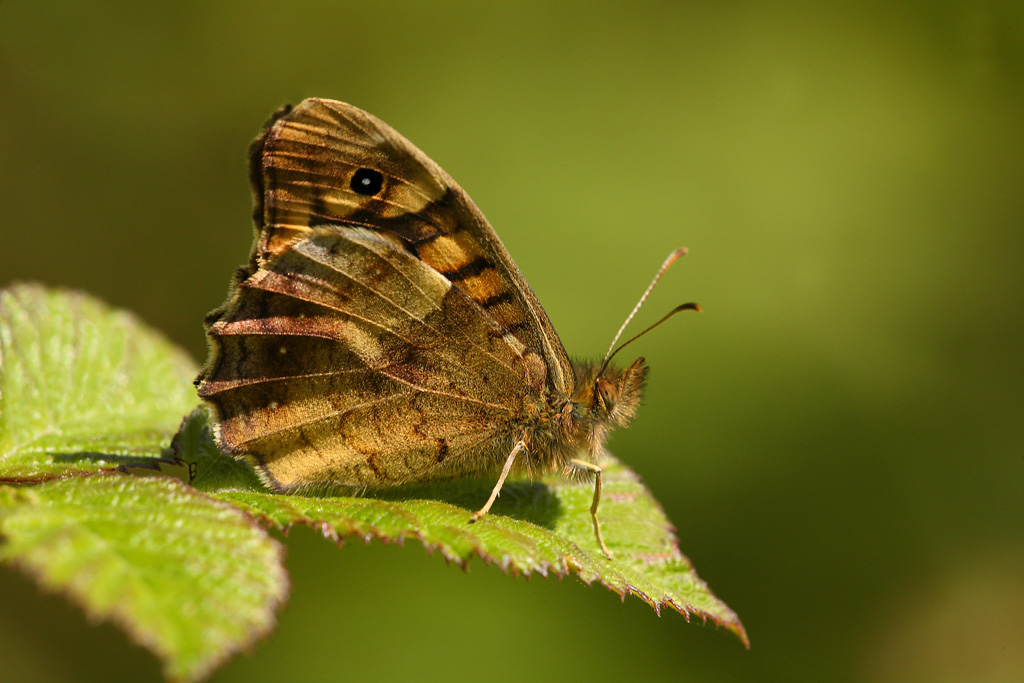 ...Ho rotto L'Incantesimo...!!!
