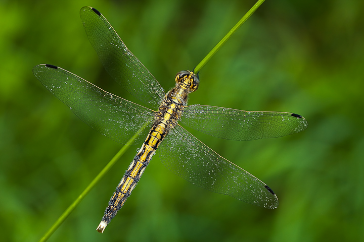 Orthetrum albistylum (femmina) dall'alto...