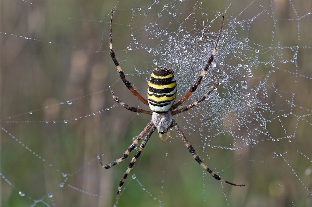 Ragno giallo nero su gocce