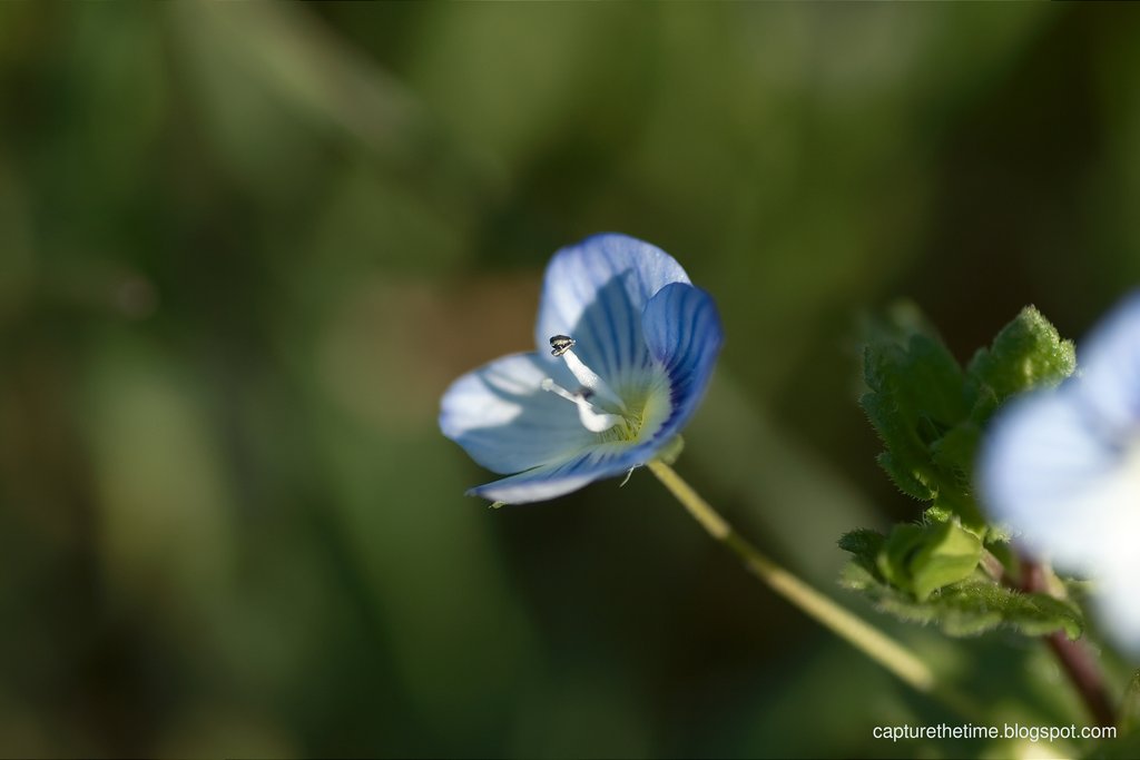Primi petali primaverili