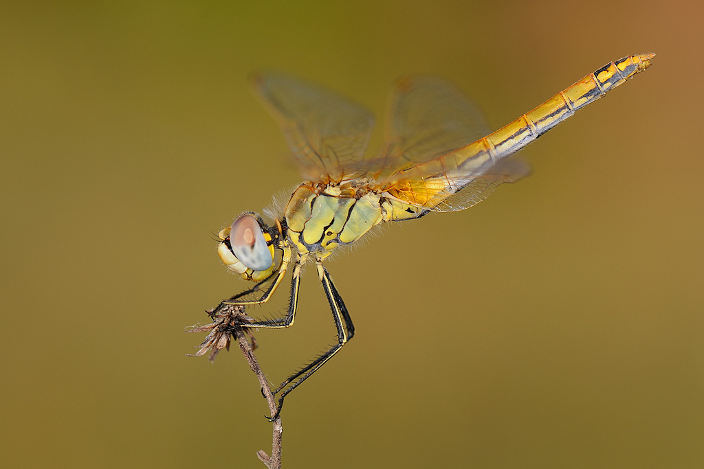 Sympetrum fonscolombii