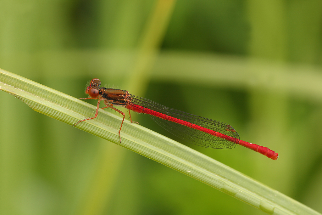 ...La Nuova Generazione...!!!