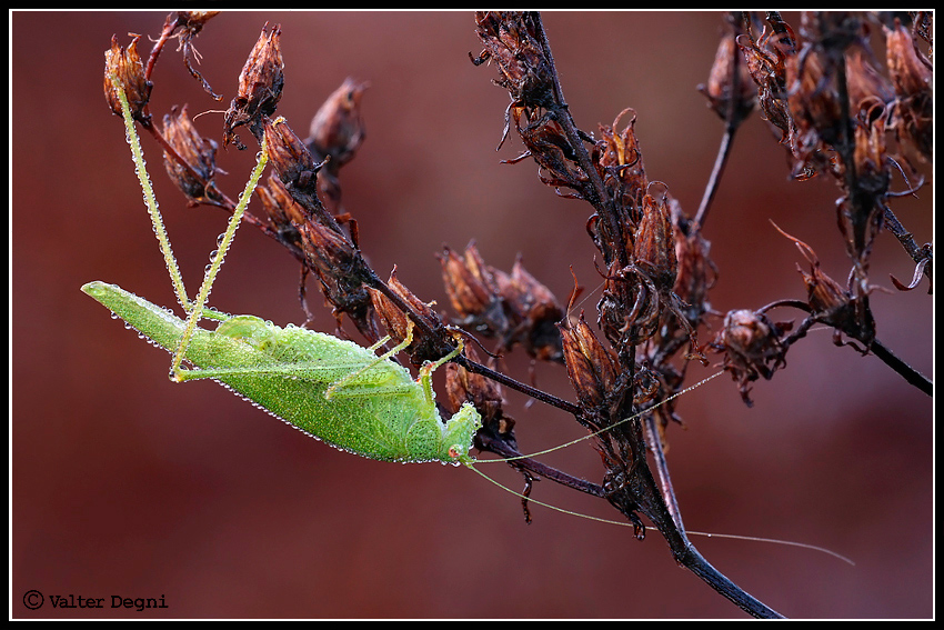 Quando la natura appassita f� spettacolo.