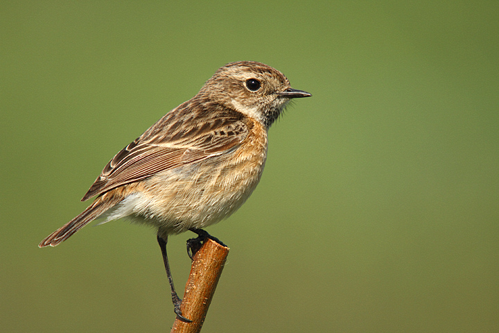 FEMMINA DI SALTINPALO
