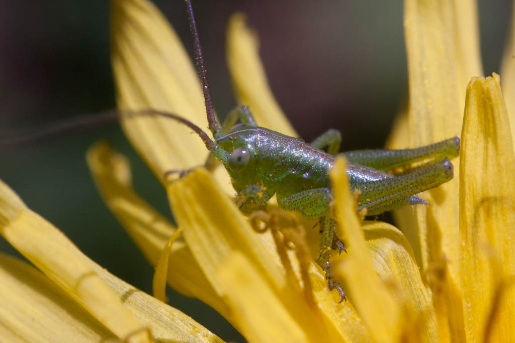 Una piccola cavalletta