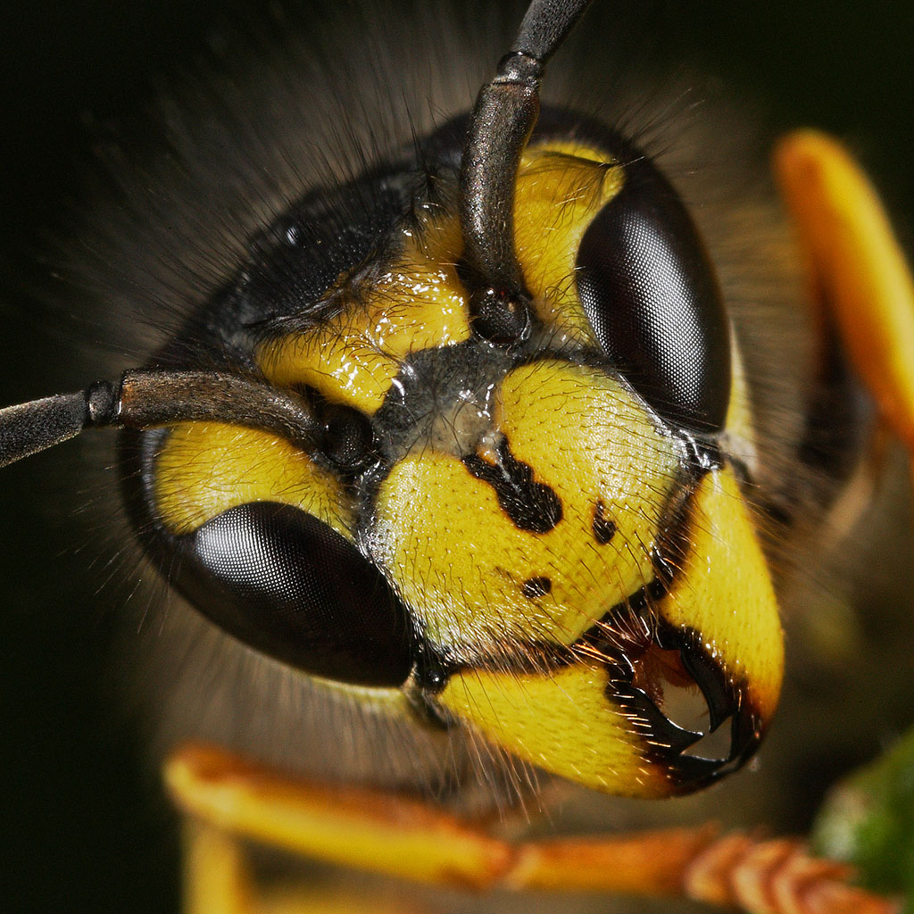 Ritratto di Vespula germanica