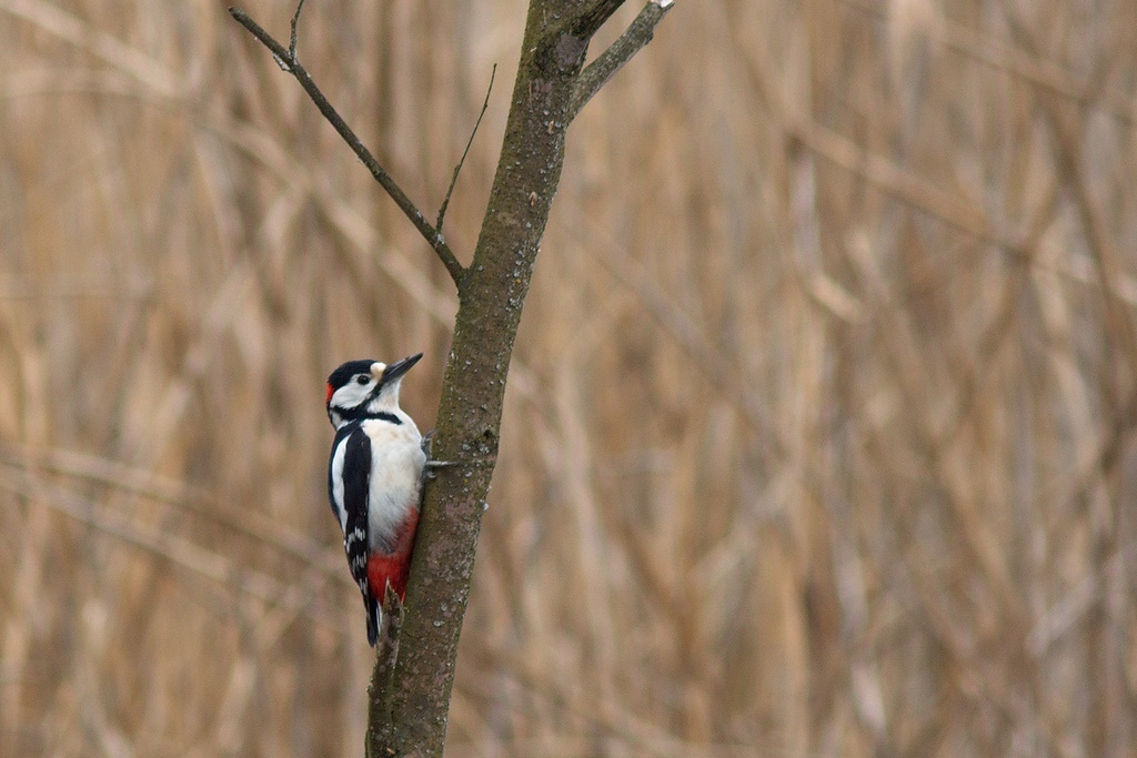 Picchio rosso minore