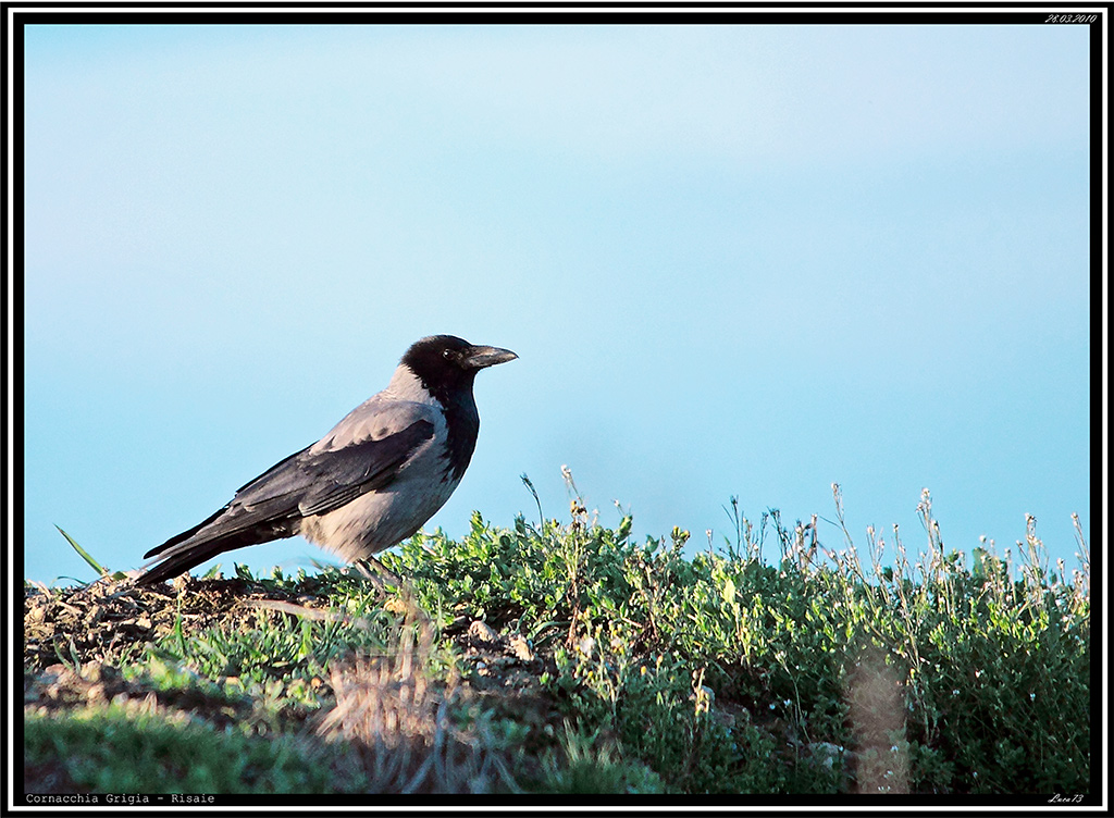 Cornacchia Grigia # 1