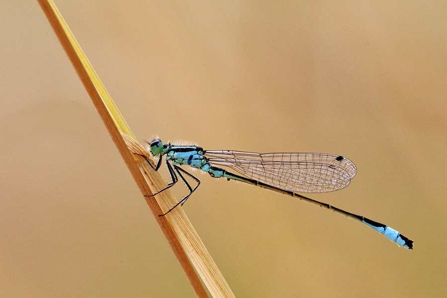 I colori di Massimo Albertoni