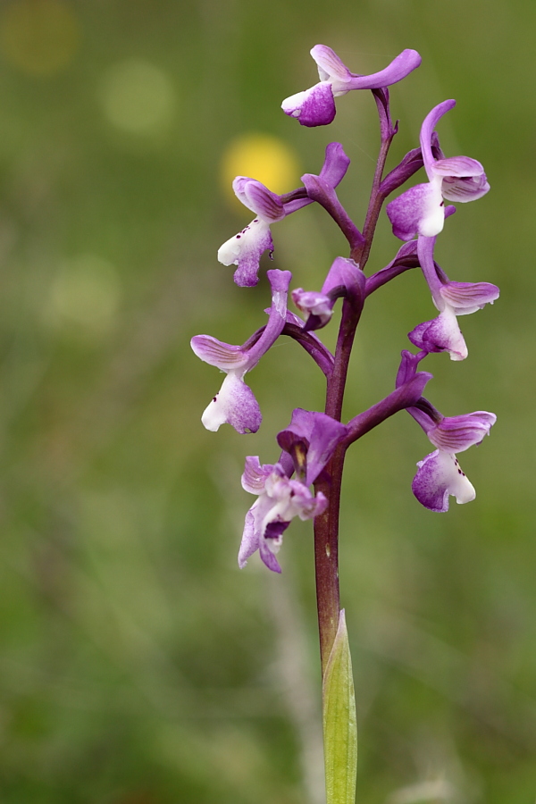 Anacamptis longicornu