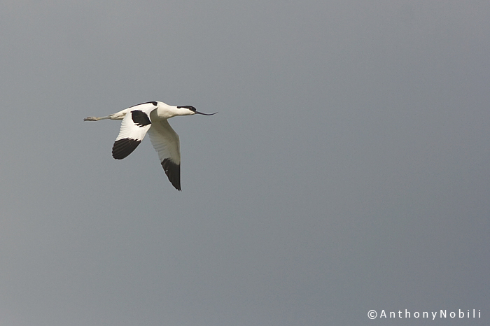 avocetta