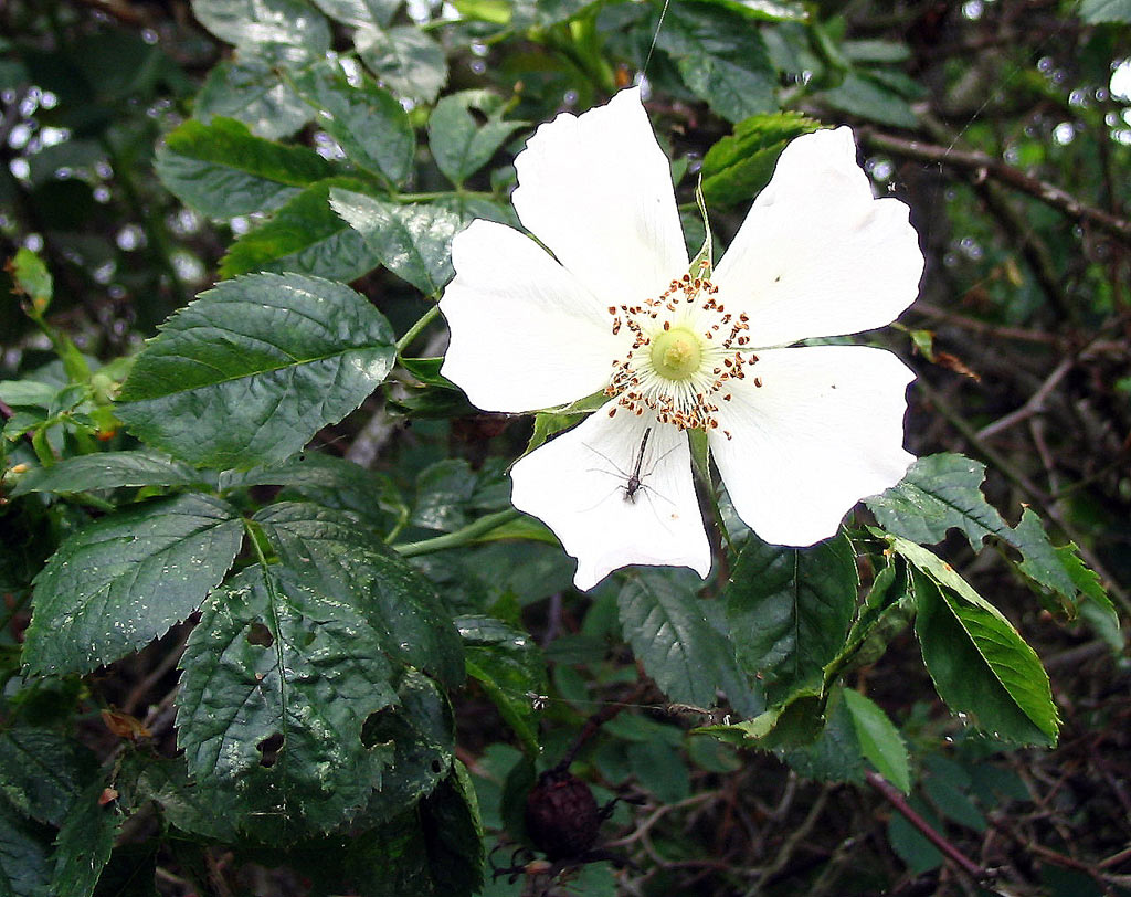 Rosa Canina