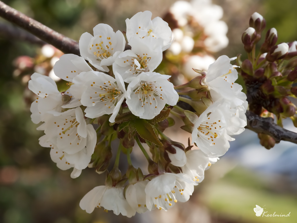 Fior di ciliegio