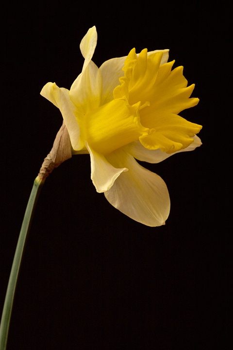 Narciso