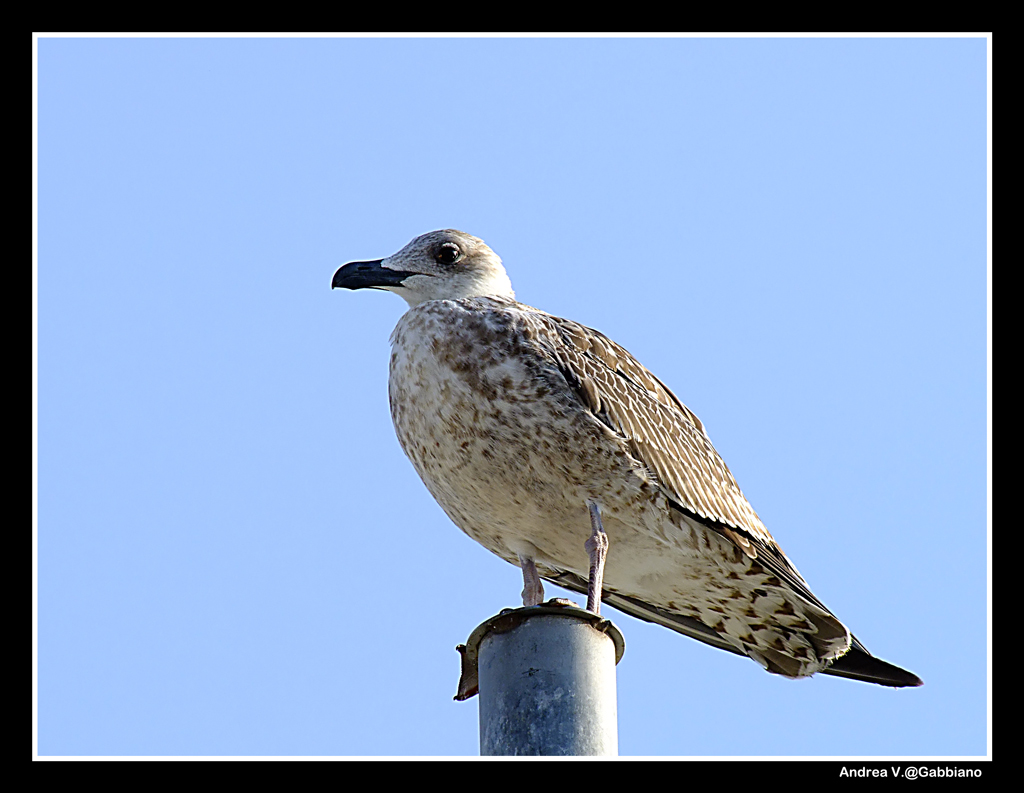 Gabbiano