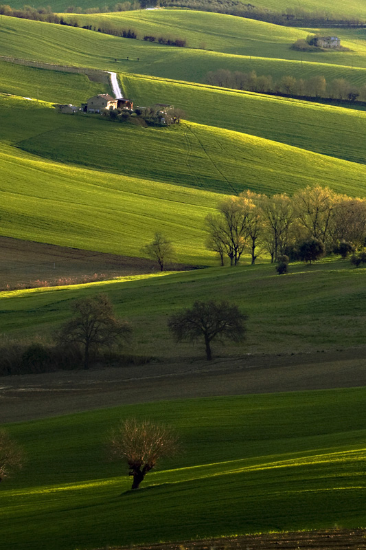 Colline marchigiane