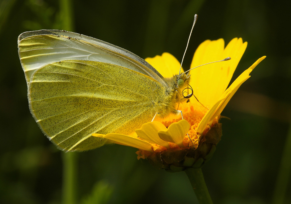 ...Sulla Margherita...!!!