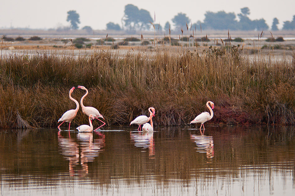 fenicotteri in Camargue