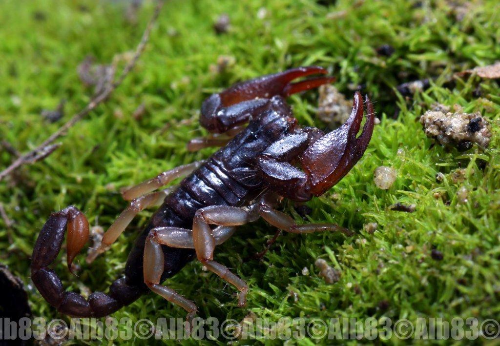 Euscorpius sp.