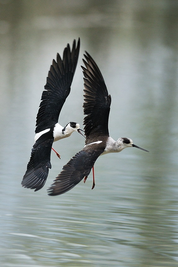 Ed eccoli che ripassano