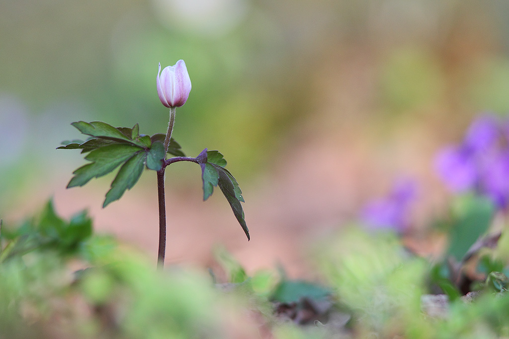 Anemone nemorosa