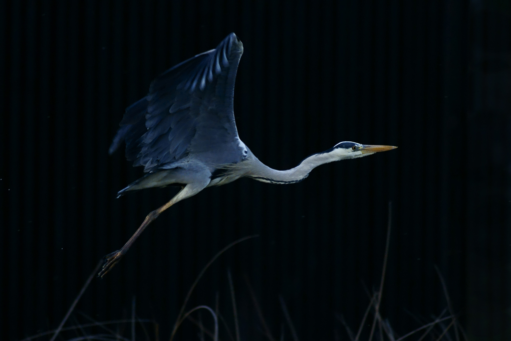 Airone al crepuscolo