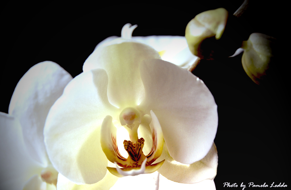 Orchidea...