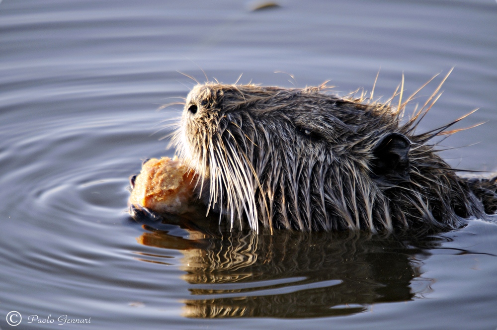 nutria