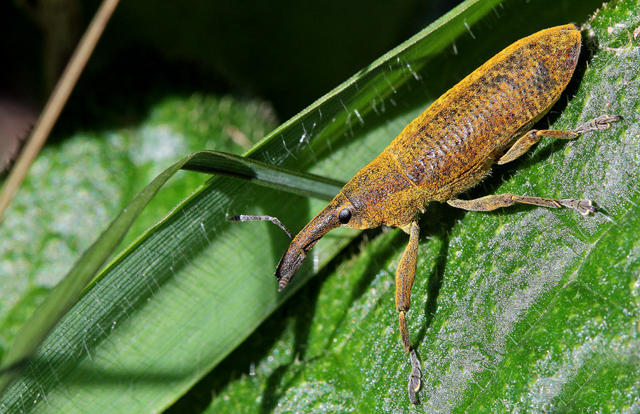Dovrebbe trattarsi di (Lixus pulverulentus)