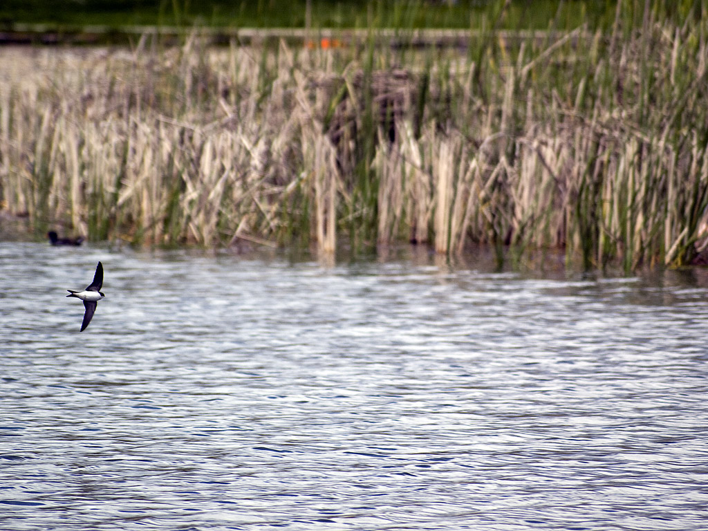 Dove avevo parcheggiato?
