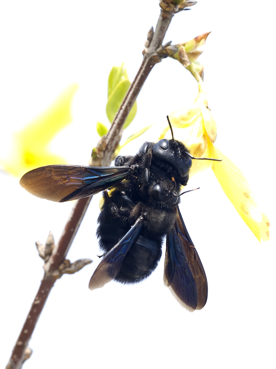 xylocopa violacea....coppia