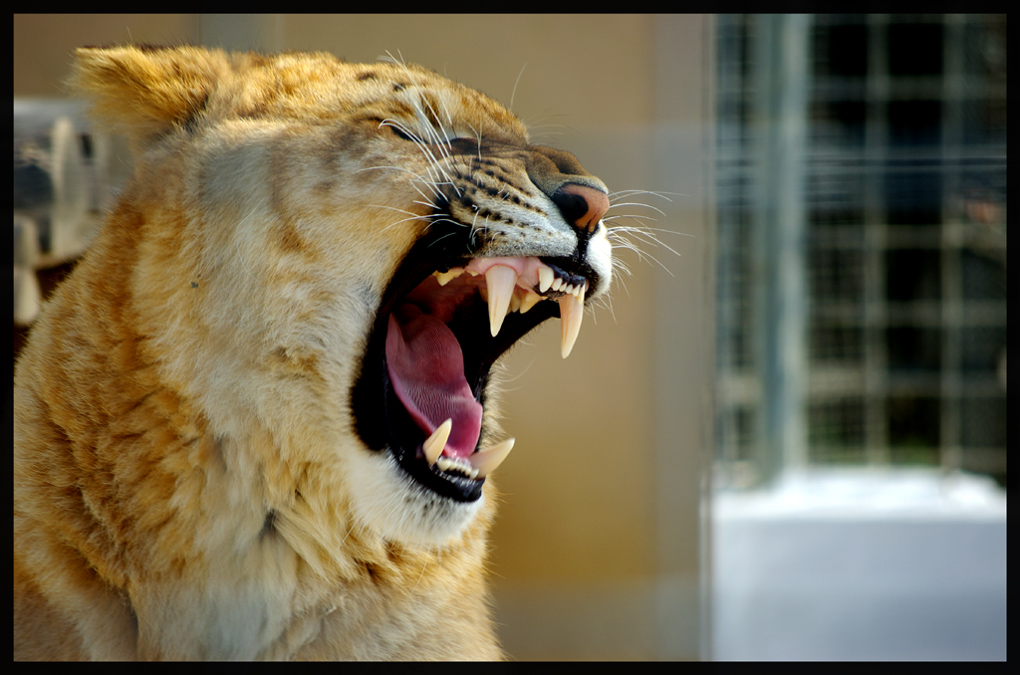 il leontigre incavolato