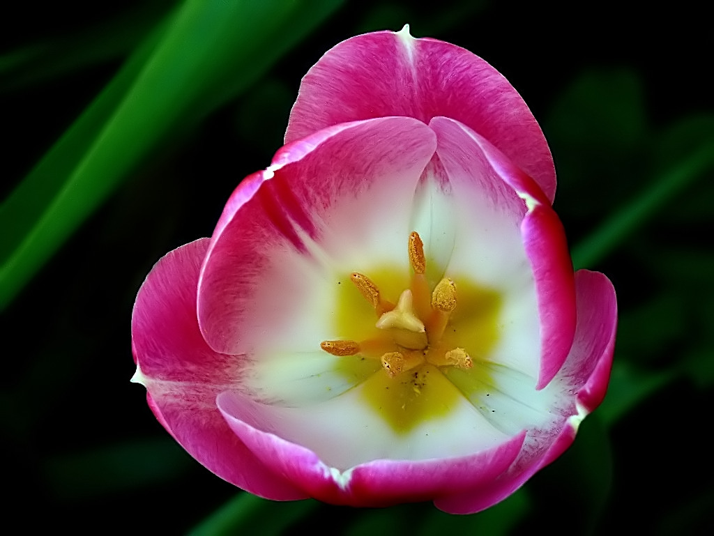 Tulli...tulli...tullipan...