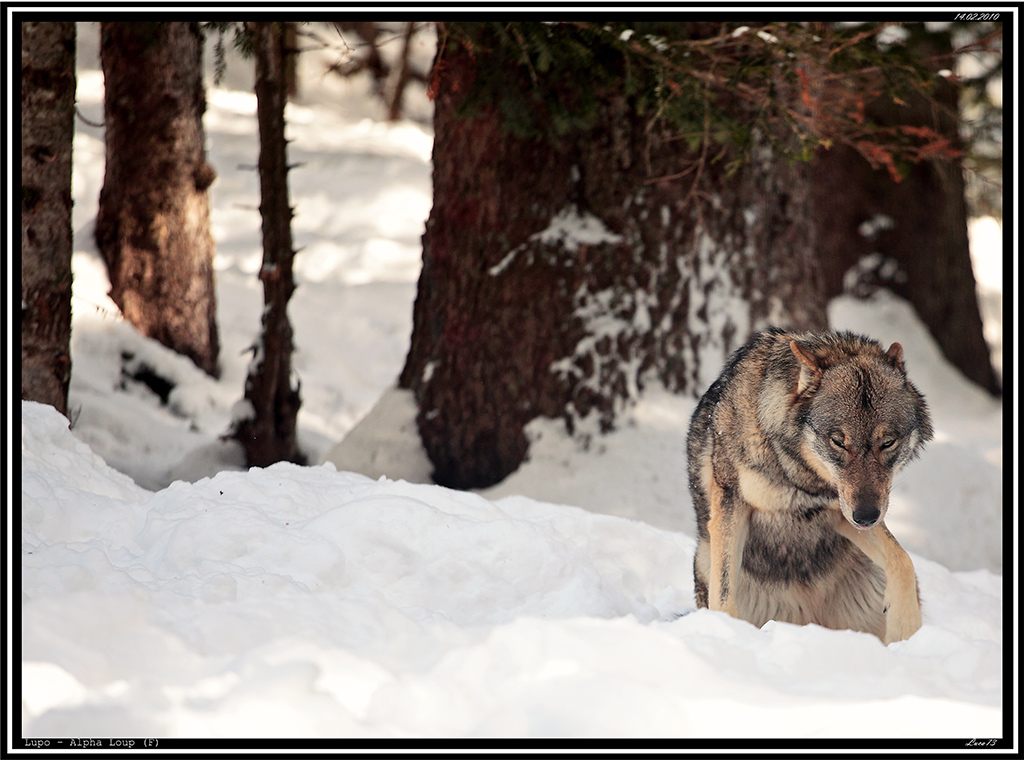 Lupo # 15 - meglio leccarsi le ferite....