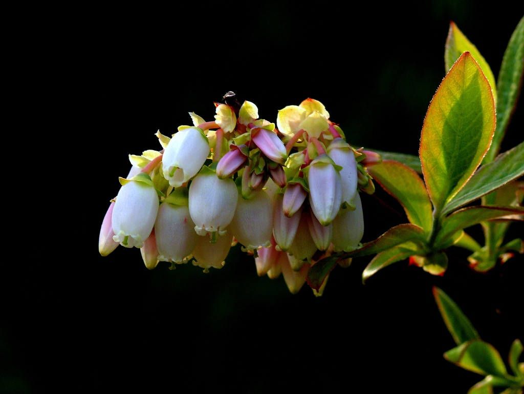 Mirtillus Ruspantibus