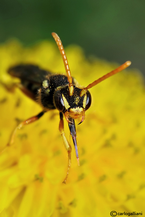 Adesso lo pungo (se si avvicina ancora)