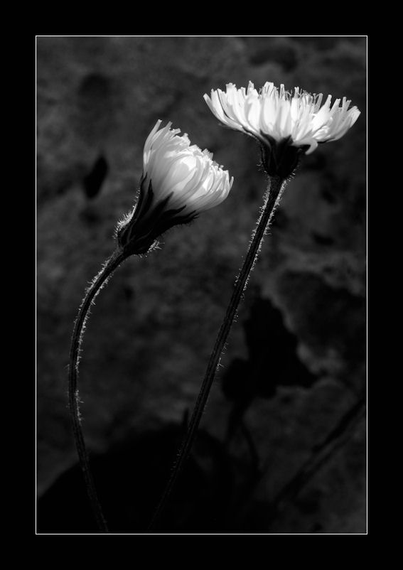 La luce dentro i fiori