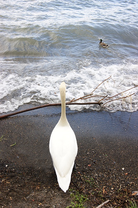 ...a terra e in volo...