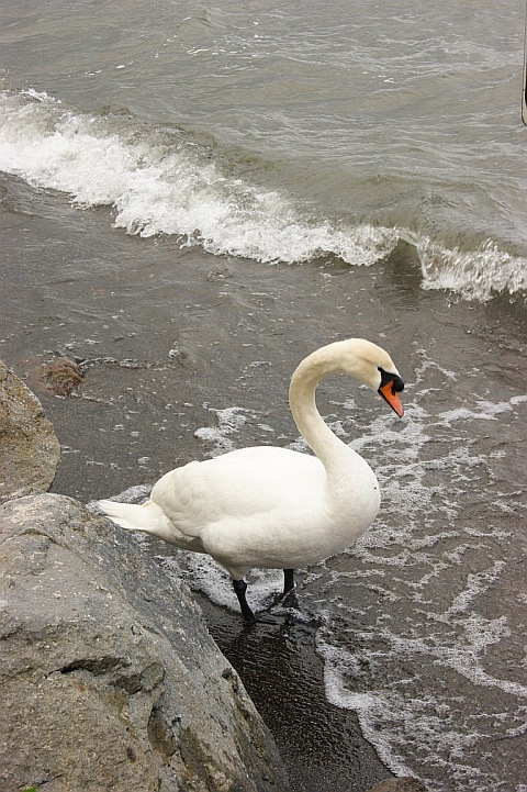 ...in terra e in volo...