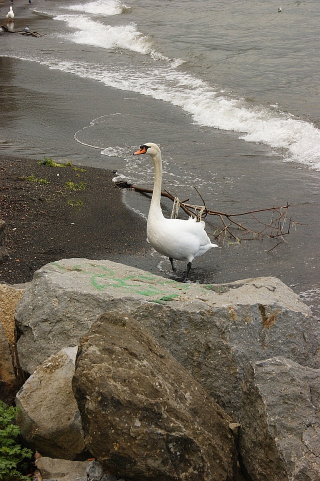 ...in terra e in volo...