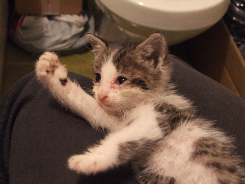 ...farsi accarezzare...