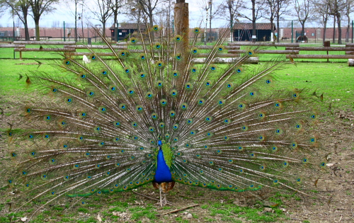 mi pavoneggio un po'